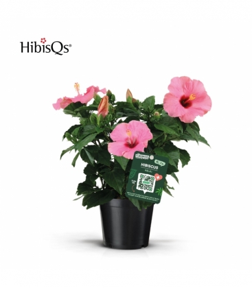 Hibiscus