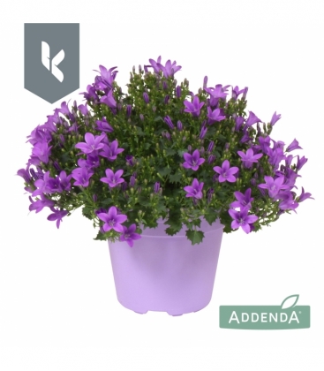 Campanula