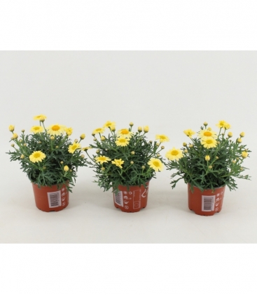Argyranthemum