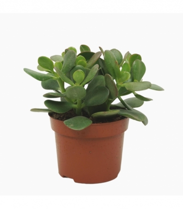 Crassula