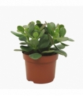 Crassula