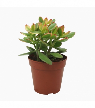 Crassula