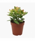 Crassula