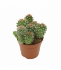 Mammillaria