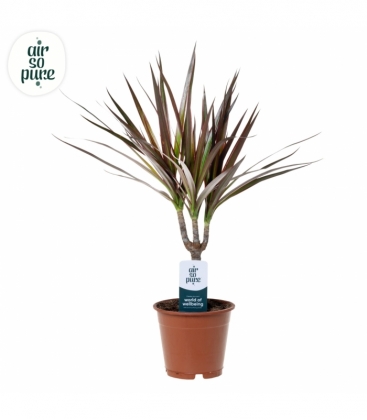 Dracaena