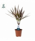 Dracaena