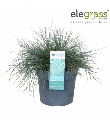 Festuca