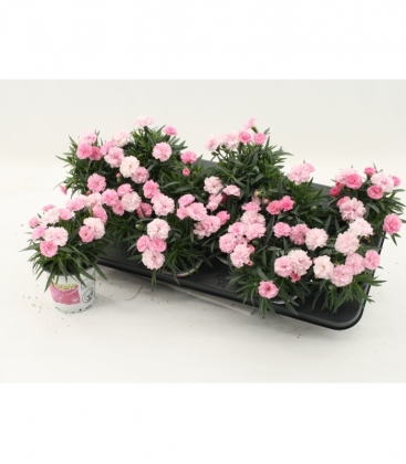 Dianthus
