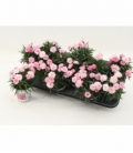 Dianthus