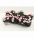 Dianthus