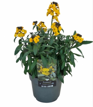 Erysimum