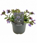 Pulmonaria