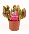 Sarracenia