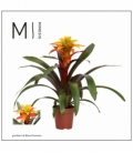 Guzmania