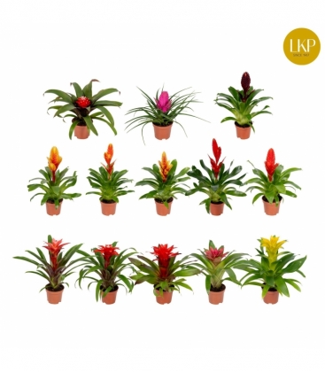 Bromelia