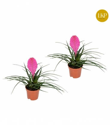 Tillandsia