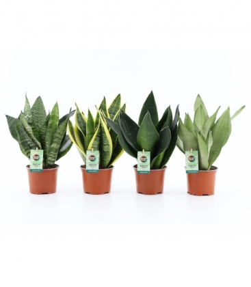 Sansevieria