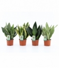 Sansevieria