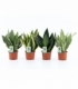 Sansevieria