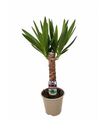 Yucca