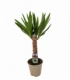 Yucca