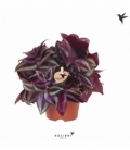 Tradescantia