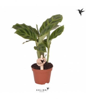 Calathea