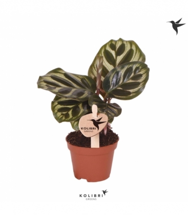 Calathea