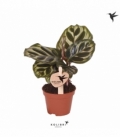Calathea