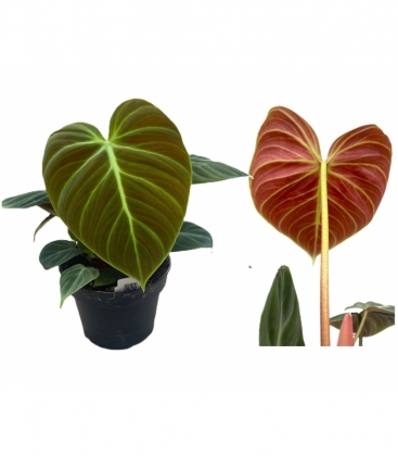 Philodendron