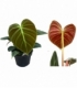 Philodendron