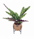 Calathea
