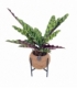 Calathea