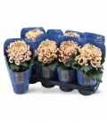 Chrysanthemum