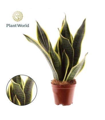 Sansevieria