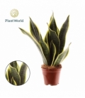 Sansevieria