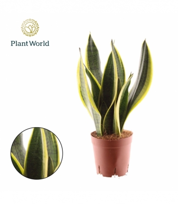 Sansevieria