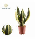 Sansevieria
