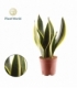 Sansevieria