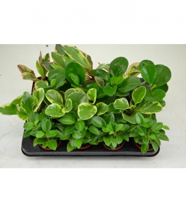 Peperomia
