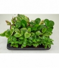 Peperomia