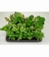 Peperomia