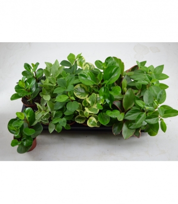 Peperomia