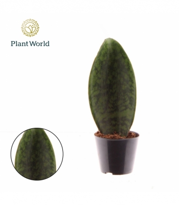Sansevieria
