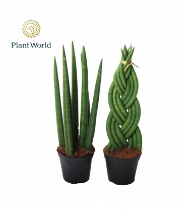 Sansevieria