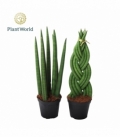 Sansevieria