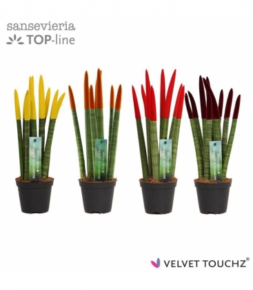 Sansevieria