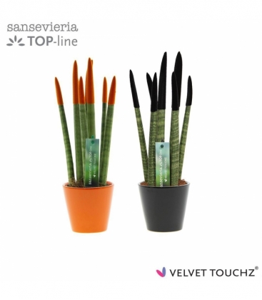 Sansevieria