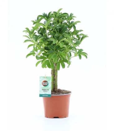 Schefflera