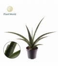 Sansevieria